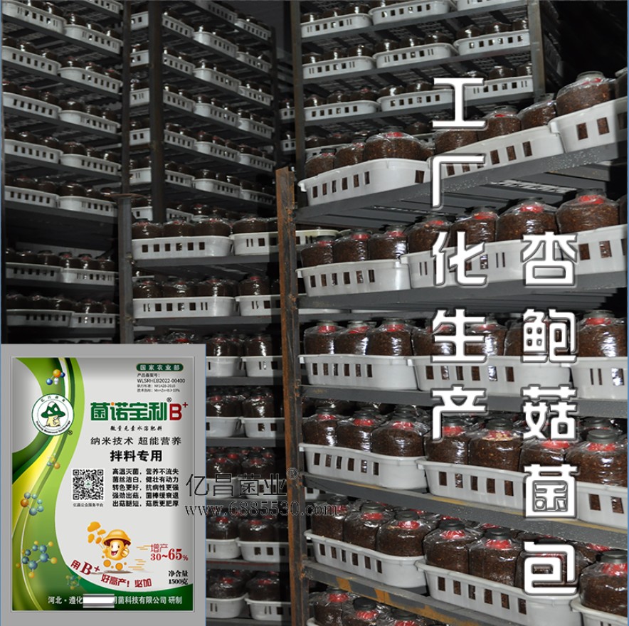 亿昌菌业菌诺宝利B+（网页-27）工厂化栽培杏鲍菇菌包